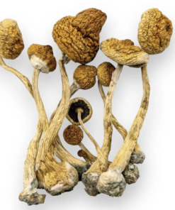 Alacabenzi-Paddenstoelen kopen