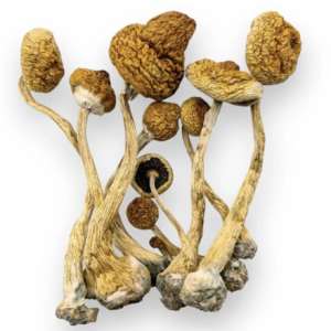 Alacabenzi-Paddenstoelen kopen