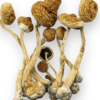 Amazonian-paddenstoelen kopen