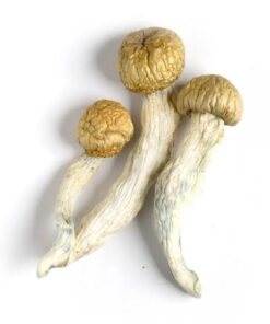 Penis Envy-Paddenstoelen Kopen