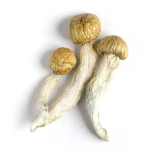Penis Envy-Paddenstoelen Kopen